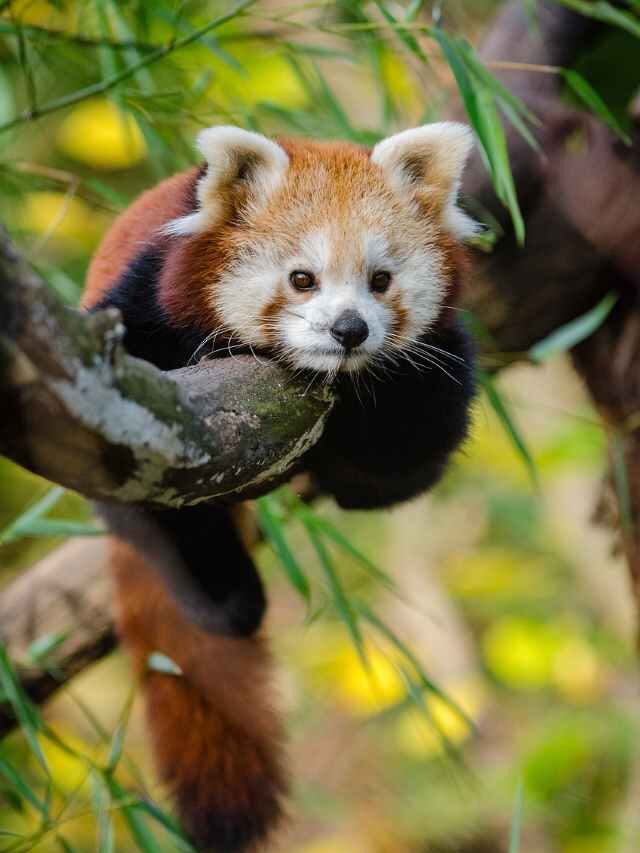 International Red Panda Day 2023: Date, History and Theme