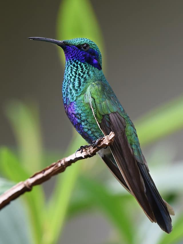 Top 15 Most Beautiful Birds Around the World