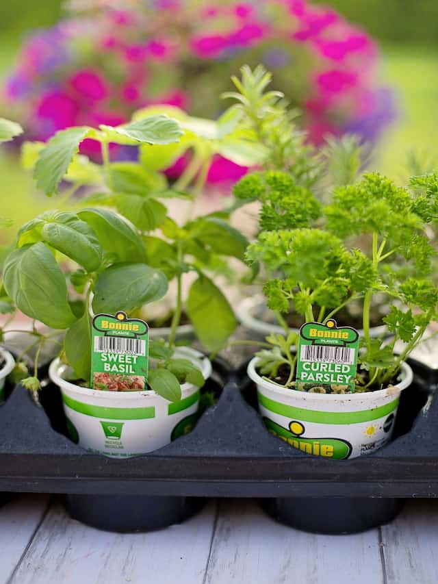 Top 10 Herbs to Grow Indoors Year-Round